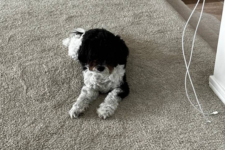 Un Shichon allongé et regardant vers la caméra