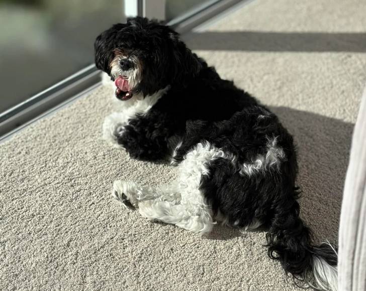 Un Shichon allongé devant une fenêtre et se léchant les babines