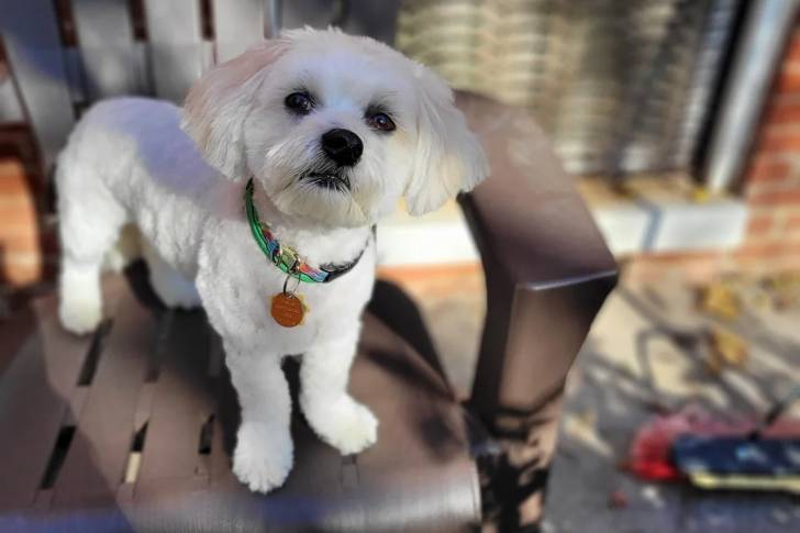 Un Shichon sur une chaise et portant un collier autour du cou