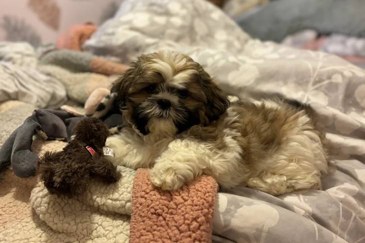 Un Shichon allongé sur un lit