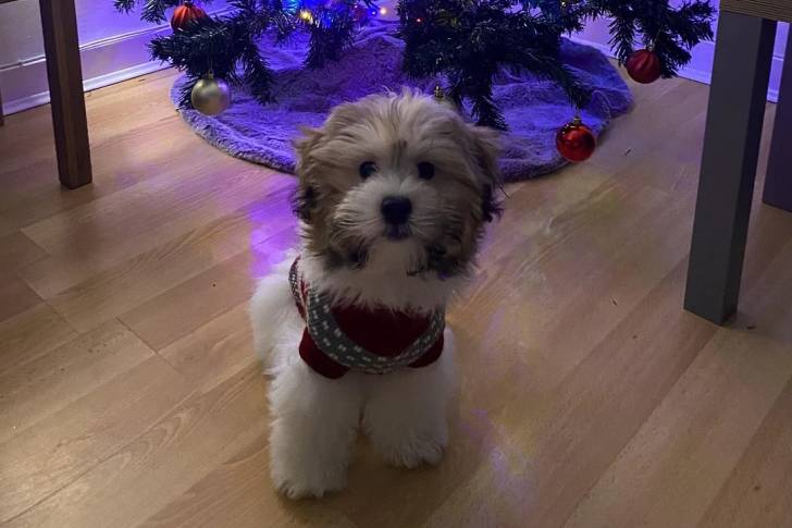 Un Shichon assis sur un plancher en bois et regardant vers la caméra