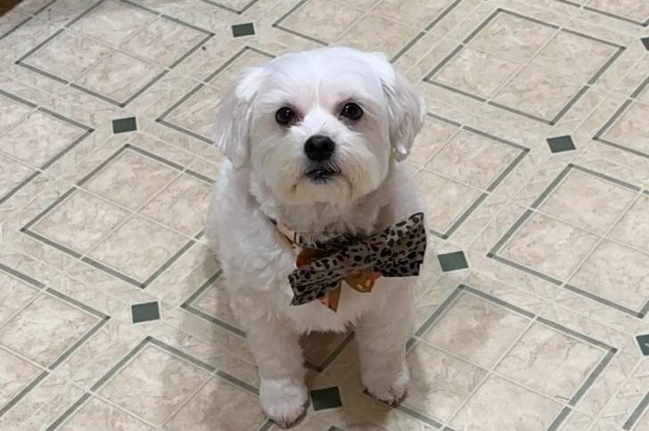 Un Shichon assis sur un sol carrelé et regardant vers la caméra