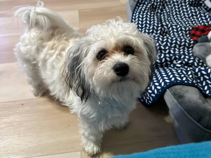 Un Shichon sur un plancher en bois
