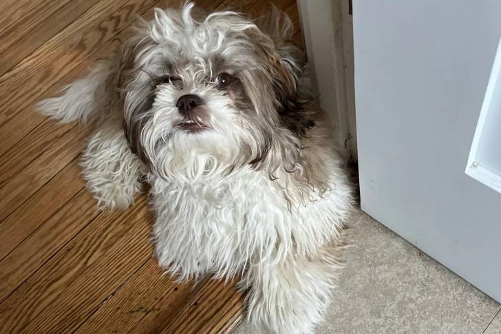 Un Shichon allongé sur un plancher en bois