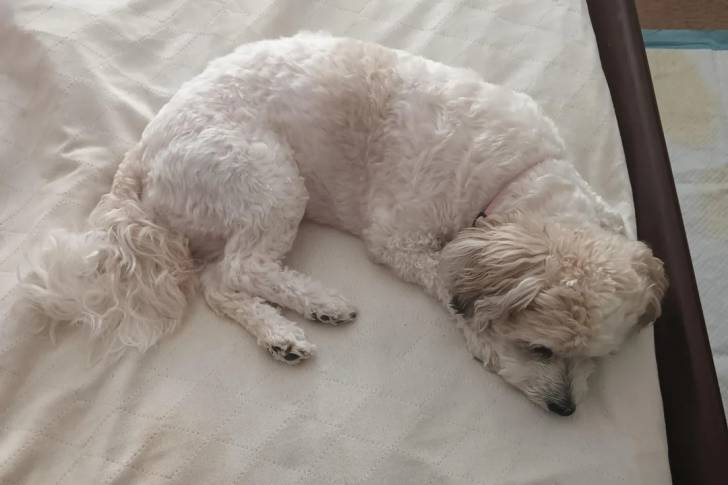 Un Shichon allongé sur un lit et semblant dormir