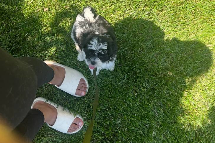 Un Shichon assis sur une surface gazonnée et tenu en laisse