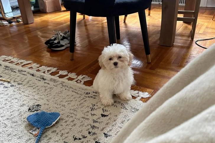 Un Shichon assis sur un tapis