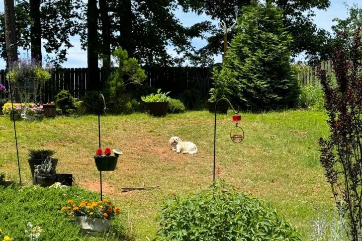 Un Shichon allongé dans un jardin
