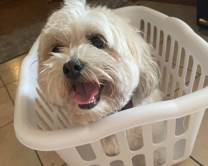 Un Shichon assis dans un panier et ayant la gueule ouverte
