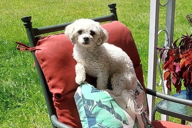 Un Shichon assis sur un coussin 