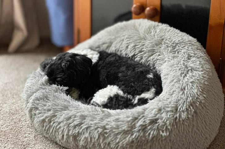 Un Shichon allongé dans un panier