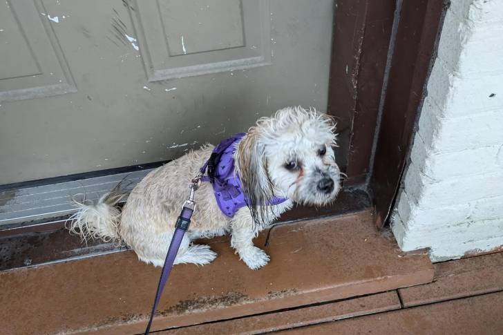 Un Shichon assis devant une porte et tenu en laisse