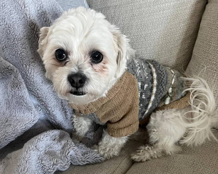 Un Shichon assis sur un canapé et portant un pull-over pour chien