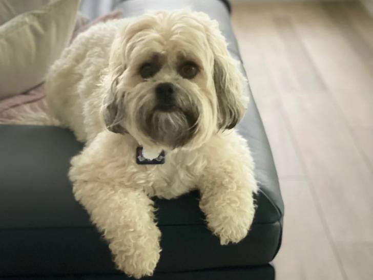 Un Shichon allongé sur l'accoudoir d'un canapé et portant un collier autour du cou