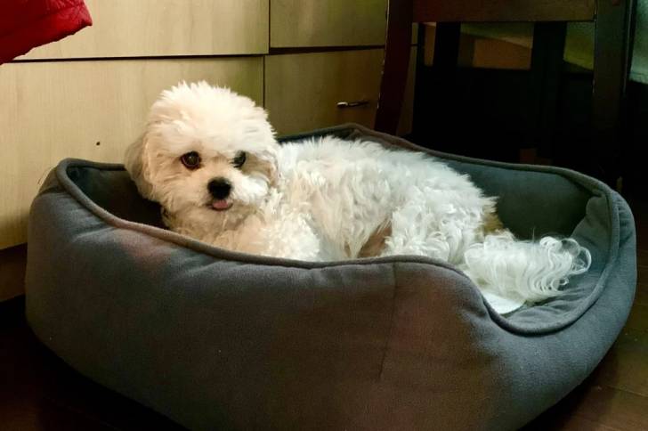 Un Shichon allongé dans un panier