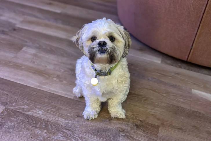 Un Shichon assis sur un plancher en bois et portant un collier autour du cou
