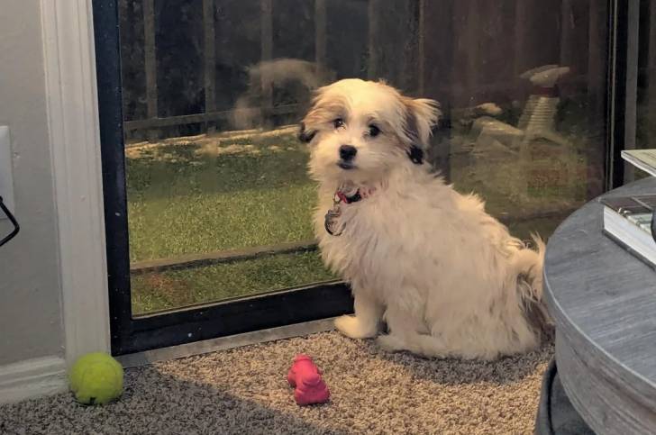 Un Shichon assis devant une porte en vitre et portant un collier autour du cou