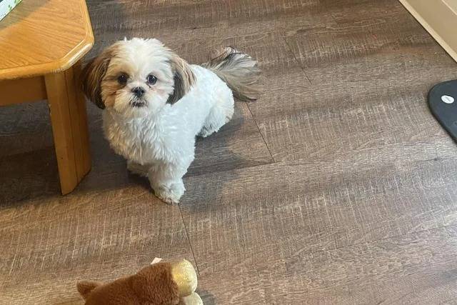 Un Shichon assis sur un plancher en bois