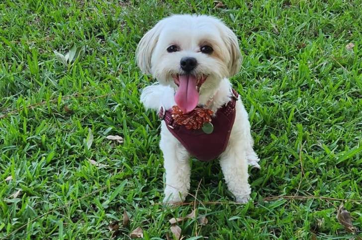 Un Shichon assis sur une surface herbacée portant un harnais et tirant la langue