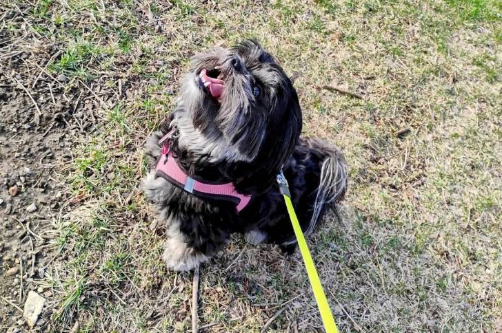 Un Shichon sur un terrain herbeux et tenu en laisse