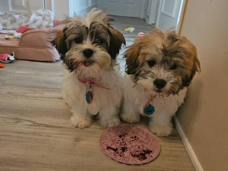 Deux Shichon dans un appartement attendant le repas