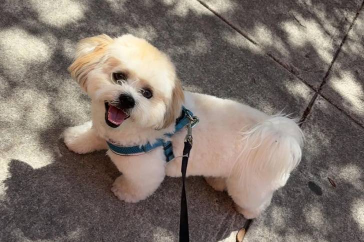 Un Shichon marchant dans la rue et tenu en laisse
