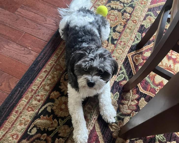 Un Shichon allongé sur un tapis 