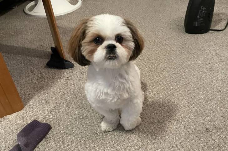 Un Shichon assis sur une moquette