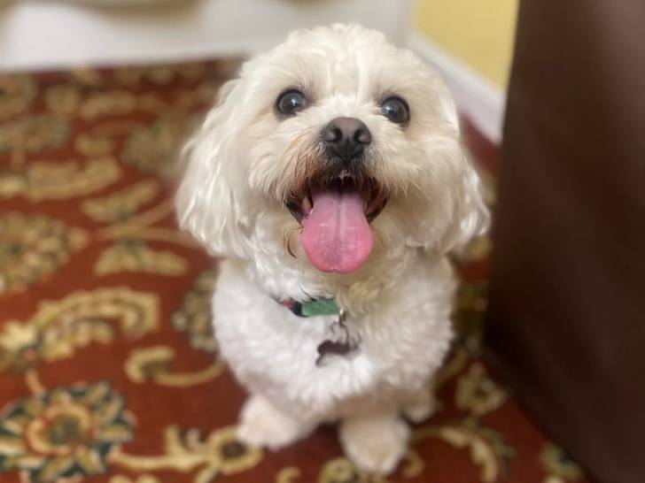 Un Shichon assis sur un tapis et tirant la langue