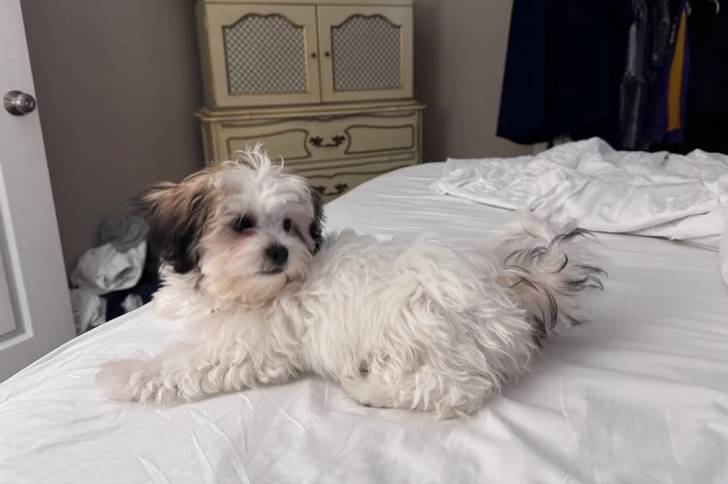 Un Shichon allongé sur un lit