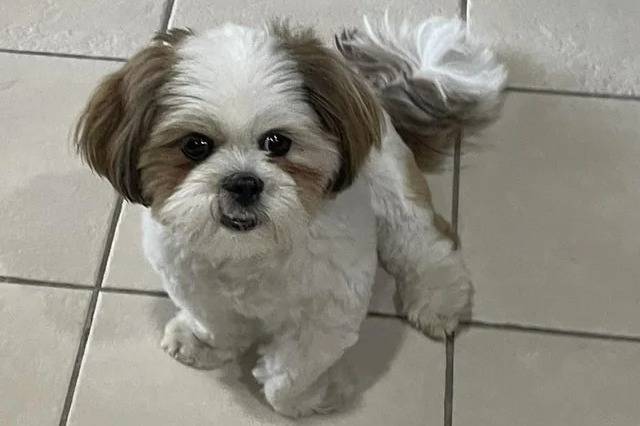 Un Shichon assis sur un sol carrelé