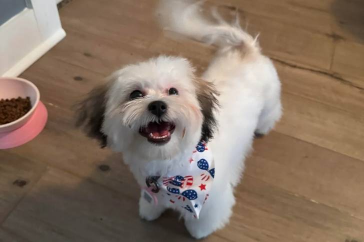 Un Shichon sur un plancher en bois et portant un foulard autour du cou