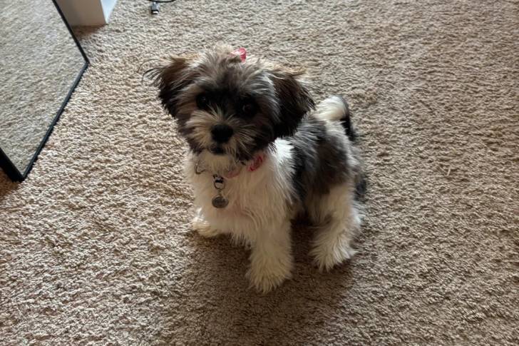 Un Shichon assis sur une moquette et portant un collier autour du cou