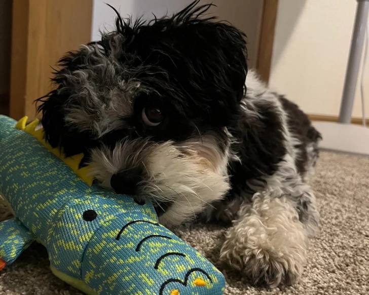 Un Shichon allongé sur une moquette et mordant une peluche