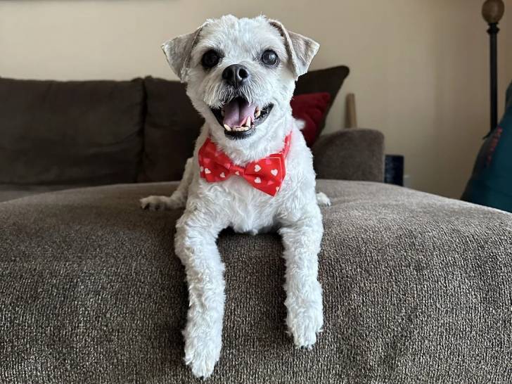 Un Shichon allongé sur un canapé et portant un nœud autour du cou