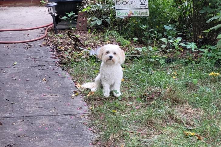 Un Shichon assis sur un terrain herbeux