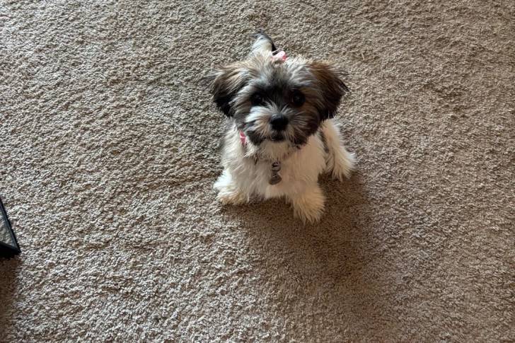 Un Shichon assis sur une moquette et portant un collier autour du cou