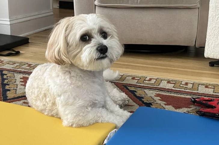  Un Shichon allongé sur un tapis