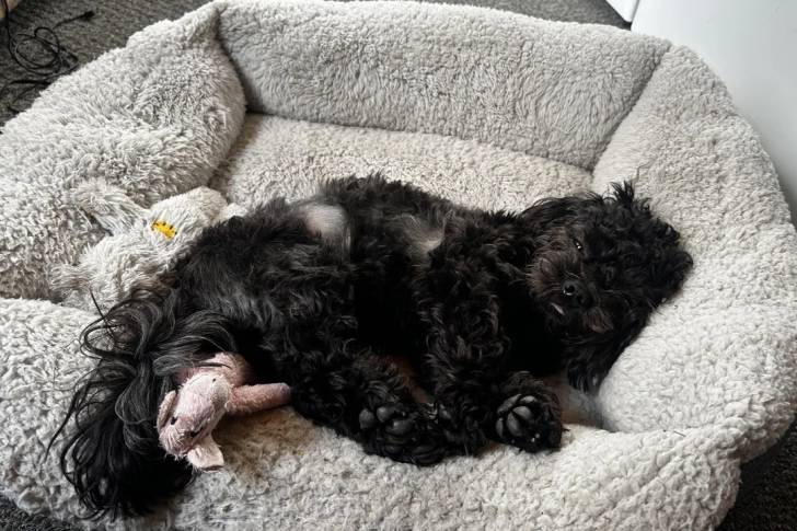 Un Shichon allongé dans un panier