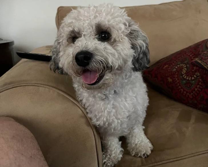 Un Shichon assis sur un canapé