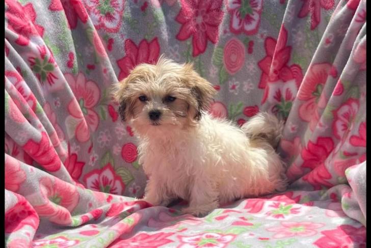 Un Shichon assis sur une couverture