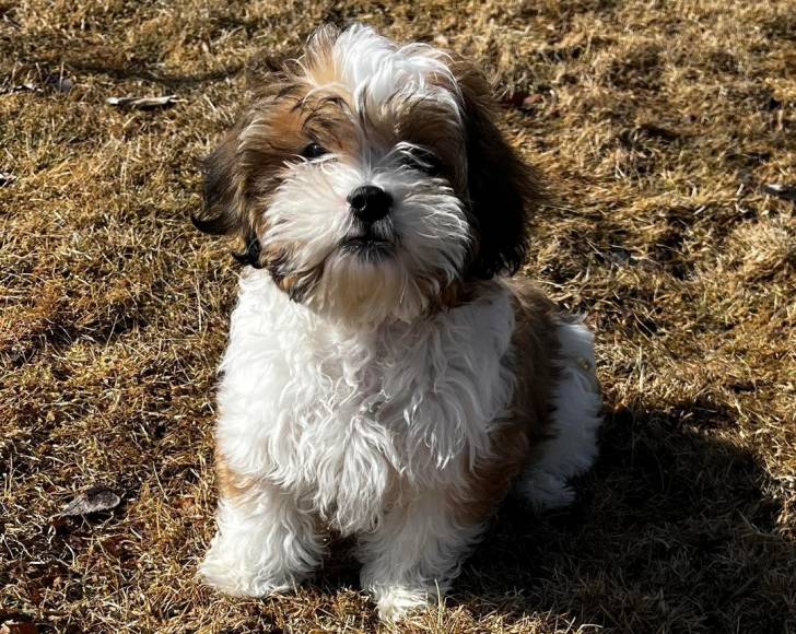 Un Shichon assis sur un terrain herbeux