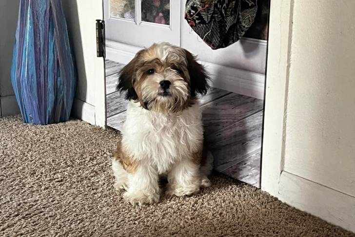 Un Shichon assis sur une moquette devant une vitre