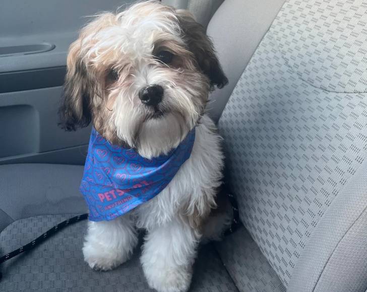 Un Shichon assis sur le siège d'un véhicule