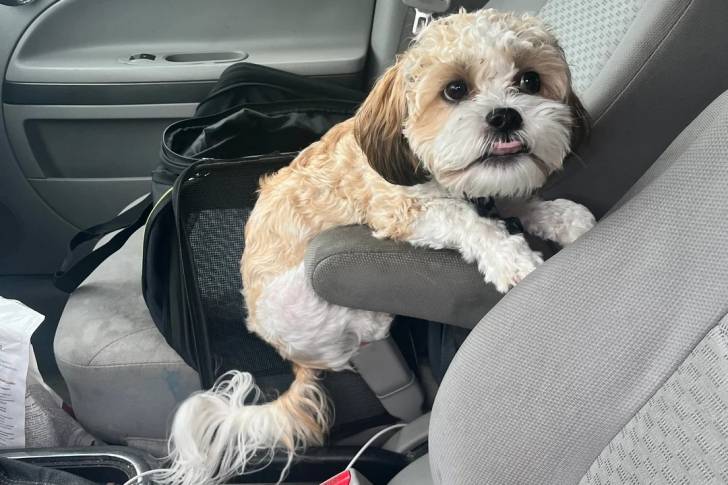 Un Shichon assis sur le siège d'un véhicule