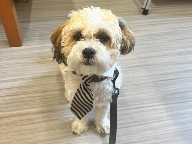Un Shichon assis sur un plancher en bois portant une cravate et tenu en laisse