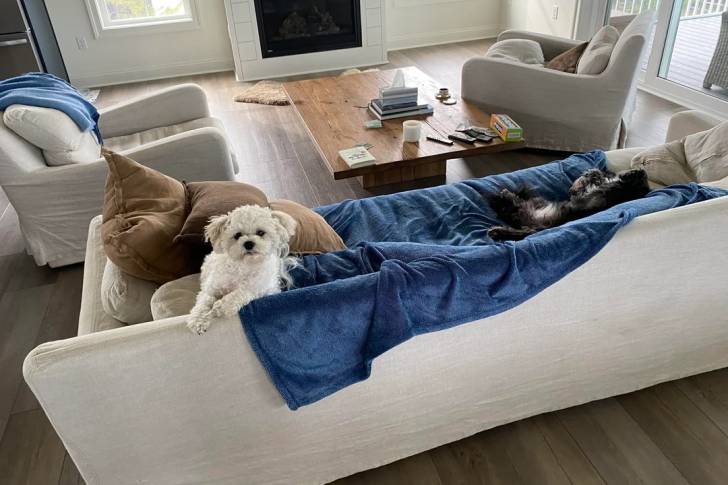 Un Shichon assis sur un canapé