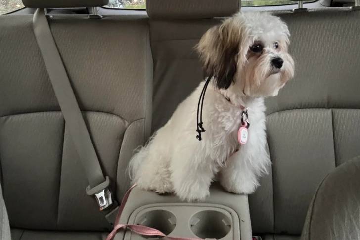 Un Shichon assis dans un véhicule