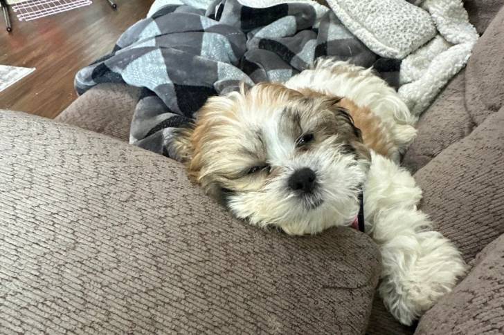 Un Shichon allongé sur un canapé