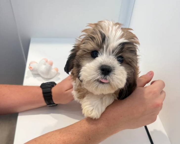 Un Shichon se faisant caresser par une personne